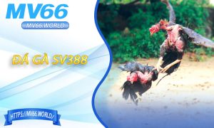 Đá Gà SV388