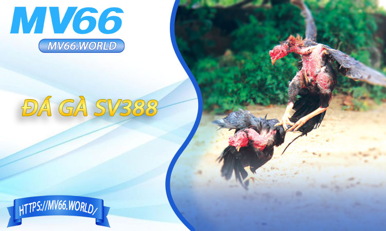 Đá Gà SV388